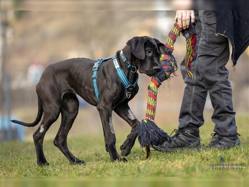 Naomi - Doggenmädchen wartet auf das große Glück - Tierhilfe Franken e.V.