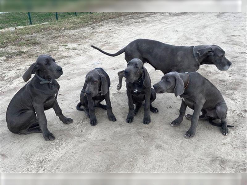 Deutsche Dogge, 1/2 Jahr, blau