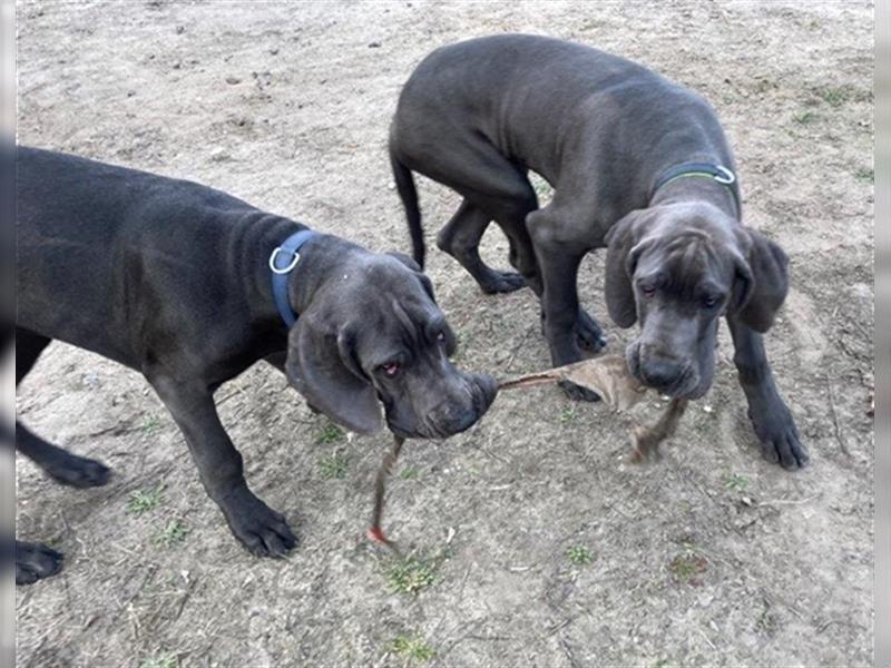 Deutsche Dogge, 1/2 Jahr, blau