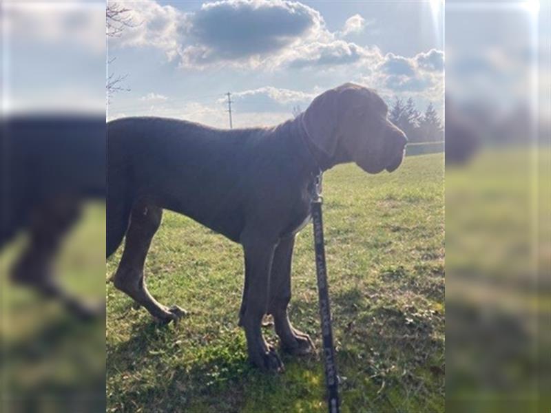 Deutsche Dogge, 1/2 Jahr, blau