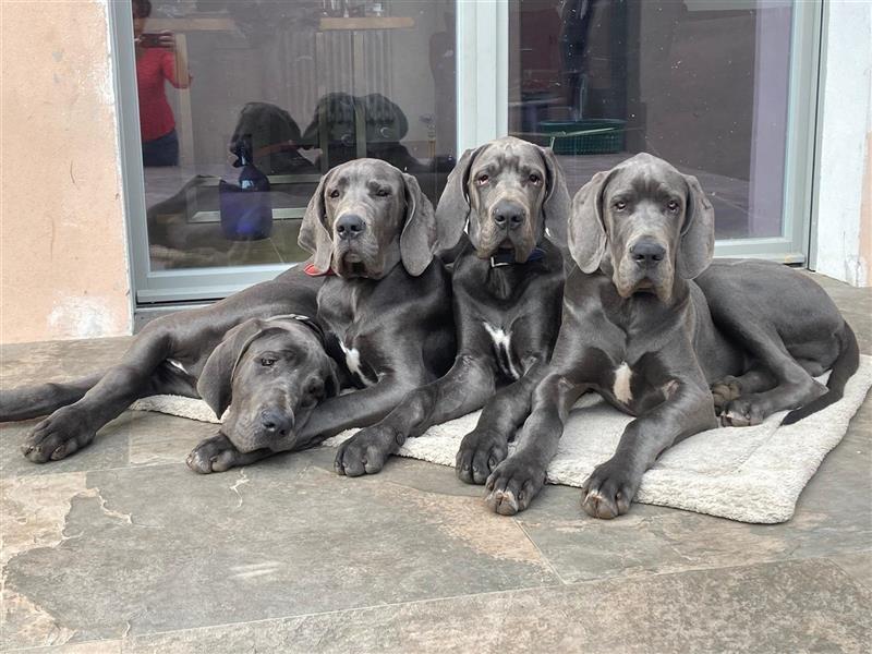 Deutsche Dogge, 1/2 Jahr, blau