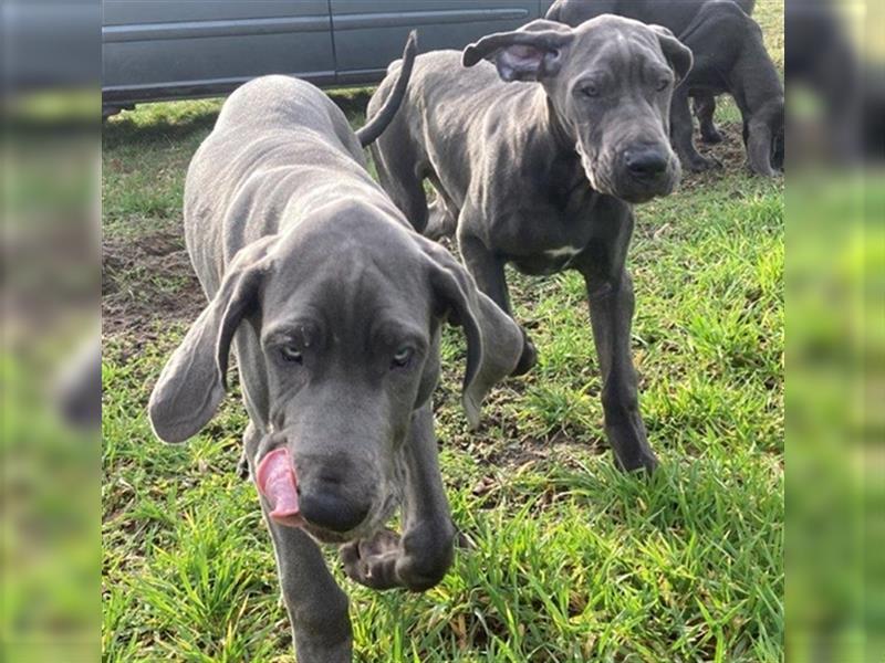 Deutsche Dogge, 1/2 Jahr, blau