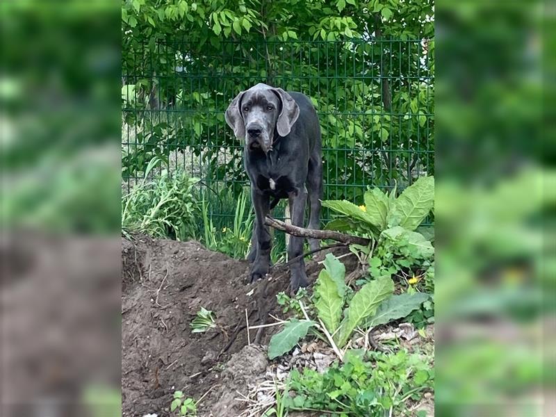 Deutsche Dogge, 1/2 Jahr, blau