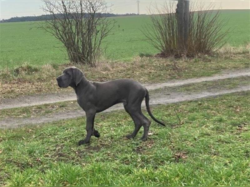 Deutsche Dogge, 1/2 Jahr, blau