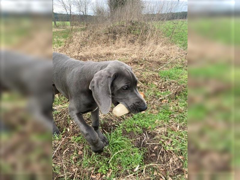 Deutsche Dogge, 1/2 Jahr, blau