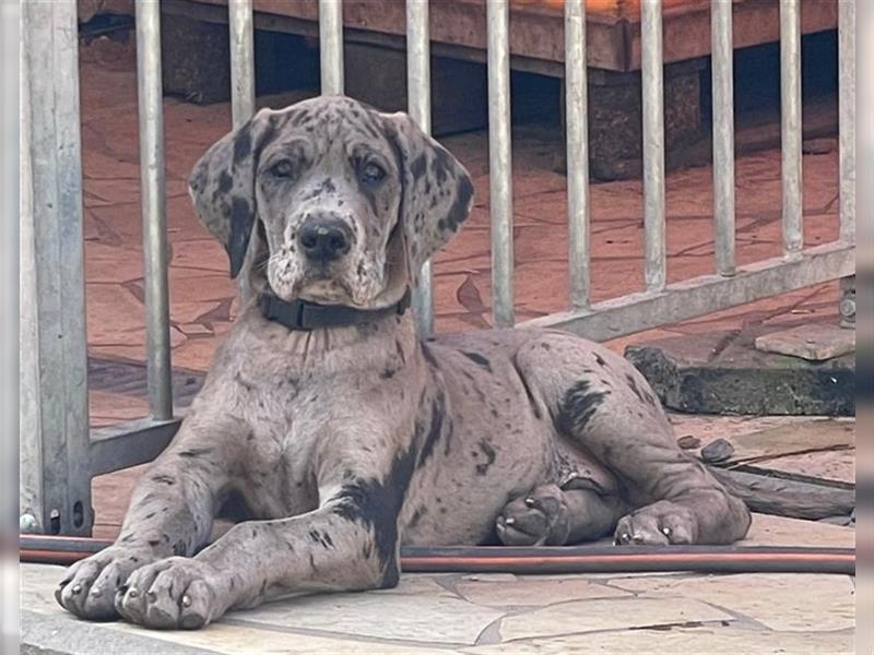 Deutsche Doggen  mit Papieren