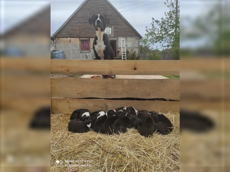 Familienhunde ab Juni abzugeben