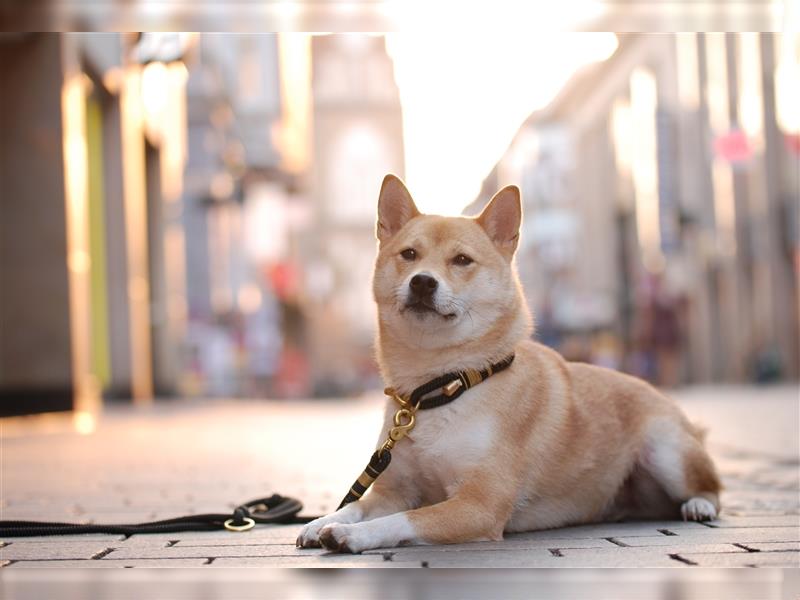 Hunde suchen neues Zuhause