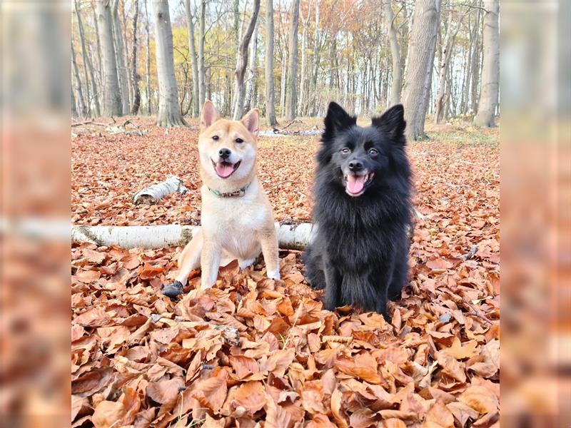 Hunde suchen neues Zuhause