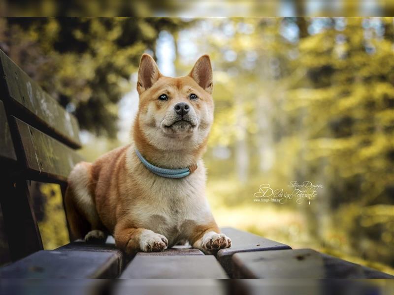 Hunde suchen neues Zuhause