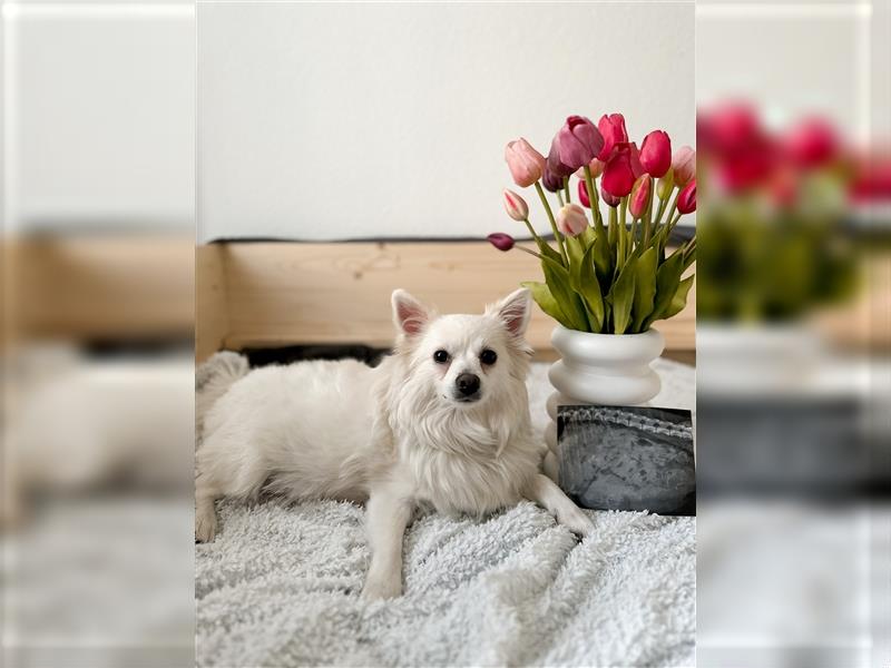 Liebevollen Hundewelpen "Franzi" & "Sissi" suchen ein liebevolles Zuhause