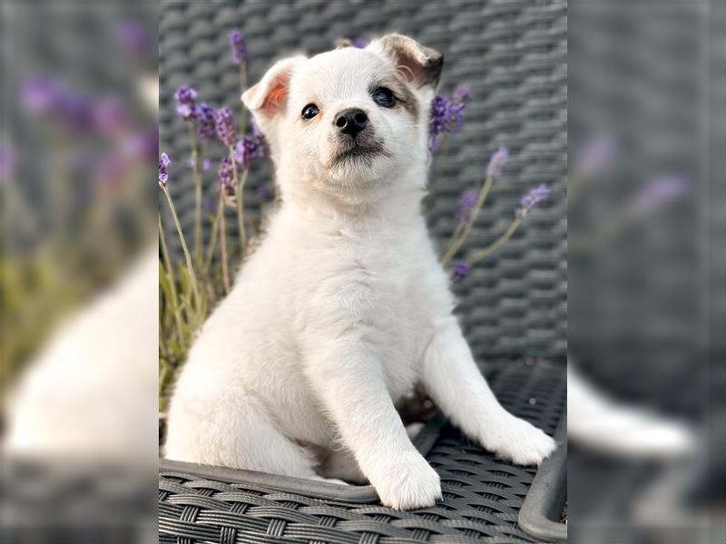 Liebevollen Hundewelpen "Franzi" & "Sissi" suchen ein liebevolles Zuhause