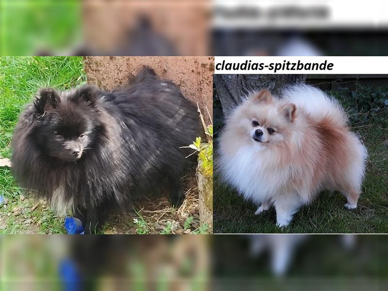 Süße Pomeranian Zwergspitz Welpen Abgabe Mitte November 2024