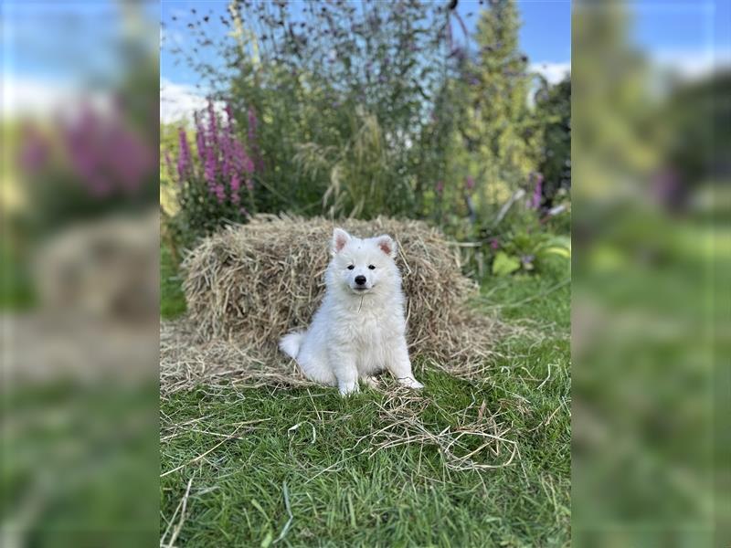 Spitz / Welpen / schöne Farben / Rüden / Spitzwelpen / sozialisiert