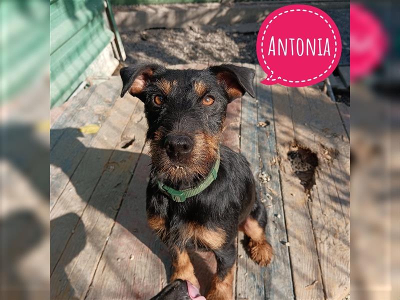 Antonia ein wundervoller Terrier