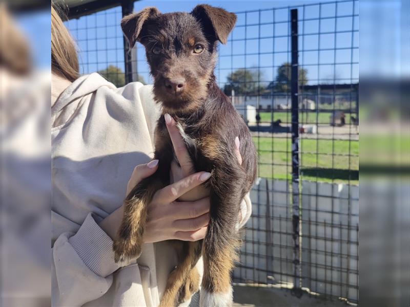 Pia ein Terrier Mädchen