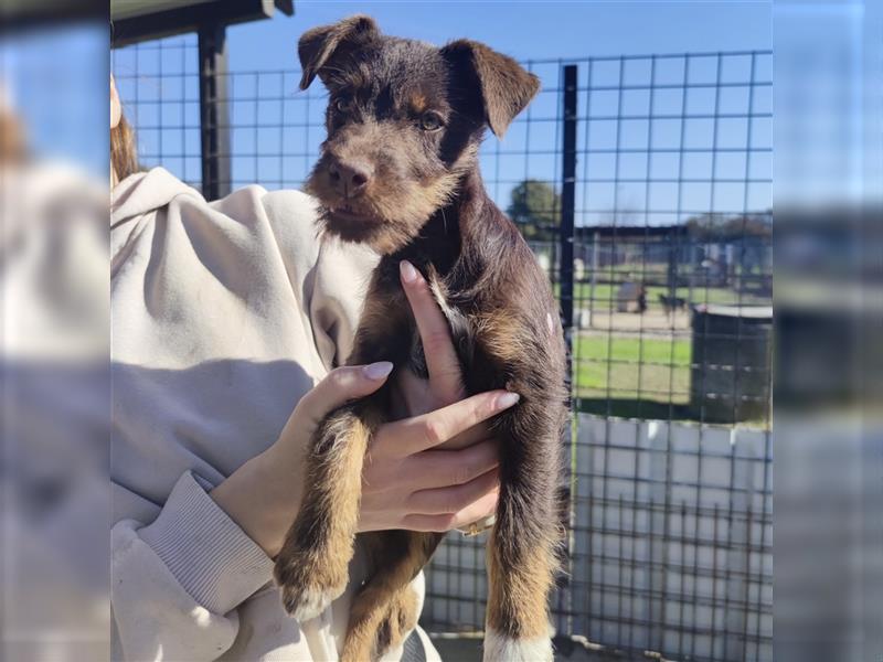 Pia ein Terrier Mädchen