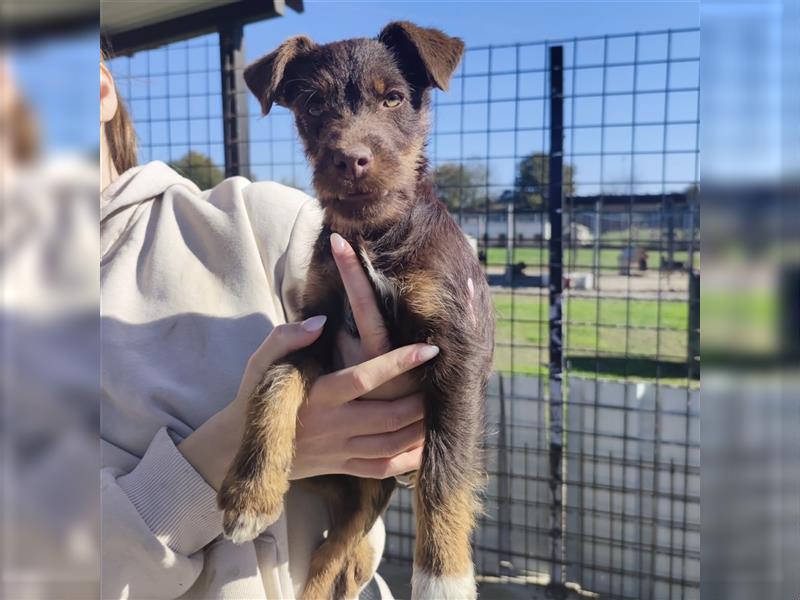 Pia ein Terrier Mädchen