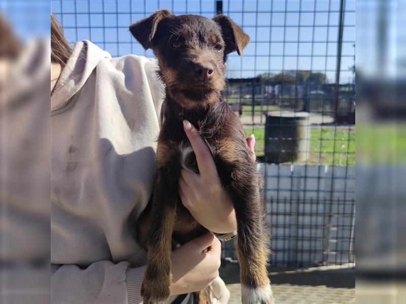 Pia ein Terrier Mädchen