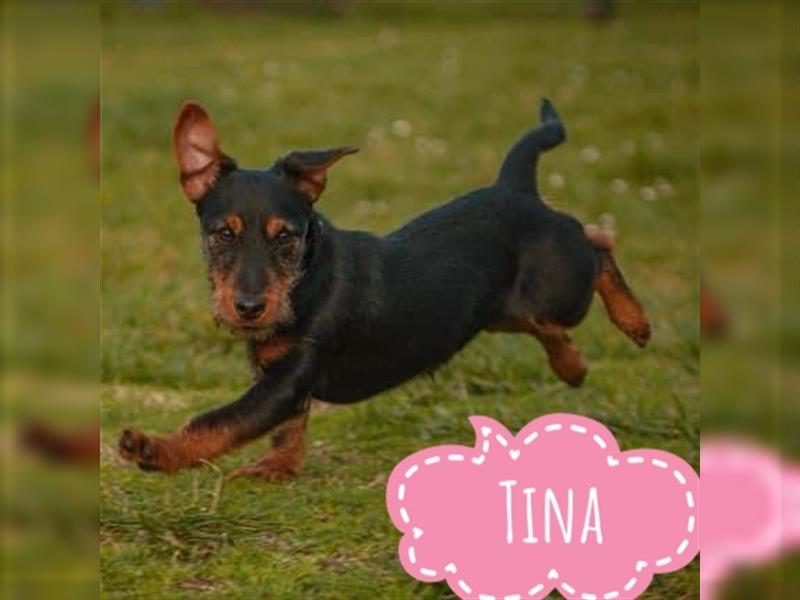 Tina ein Terrier Mädchen