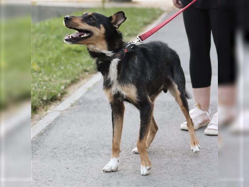 Teri en wundervoller großer Terrier-Mix