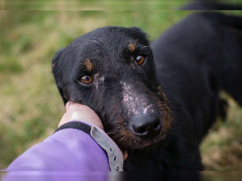 VIKTOR - der Terrier-Mix Rüde träumt von tollen Abenteuern mit seiner eigenen Familie!