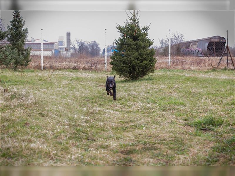 VIKTOR - der Terrier-Mix Rüde träumt von tollen Abenteuern mit seiner eigenen Familie!