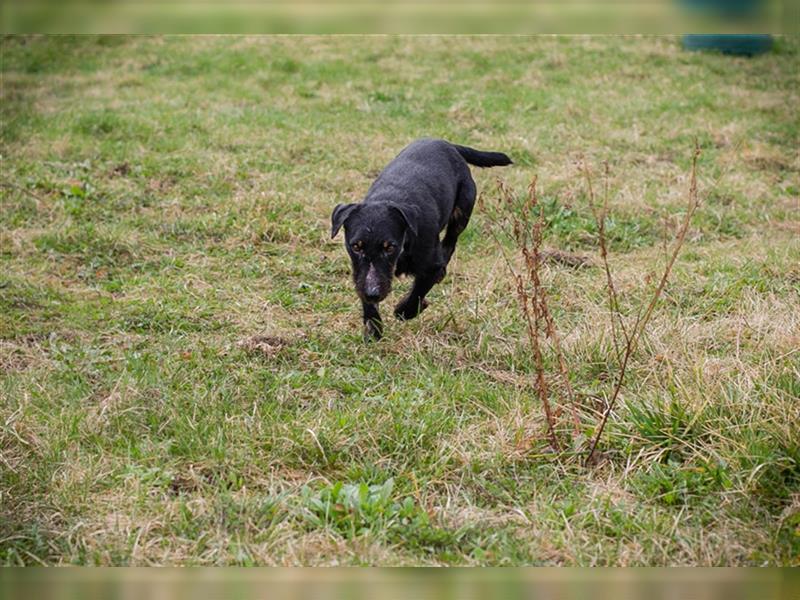 VIKTOR - der Terrier-Mix Rüde träumt von tollen Abenteuern mit seiner eigenen Familie!