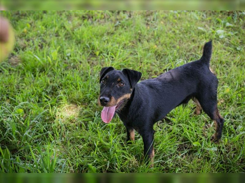 FIEPSTER - der menschenbezogene Rüde sucht terriererfahrene Menschen