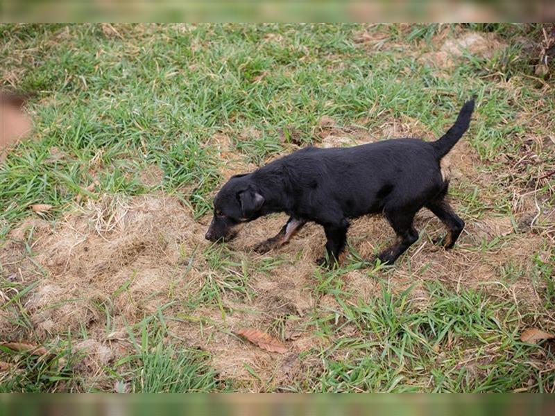 VIKTOR - der Terrier-Mix Rüde träumt von tollen Abenteuern mit seiner eigenen Familie!