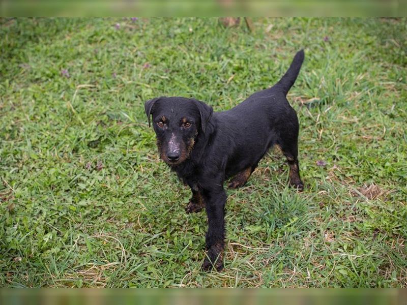 VIKTOR - der Terrier-Mix Rüde träumt von tollen Abenteuern mit seiner eigenen Familie!