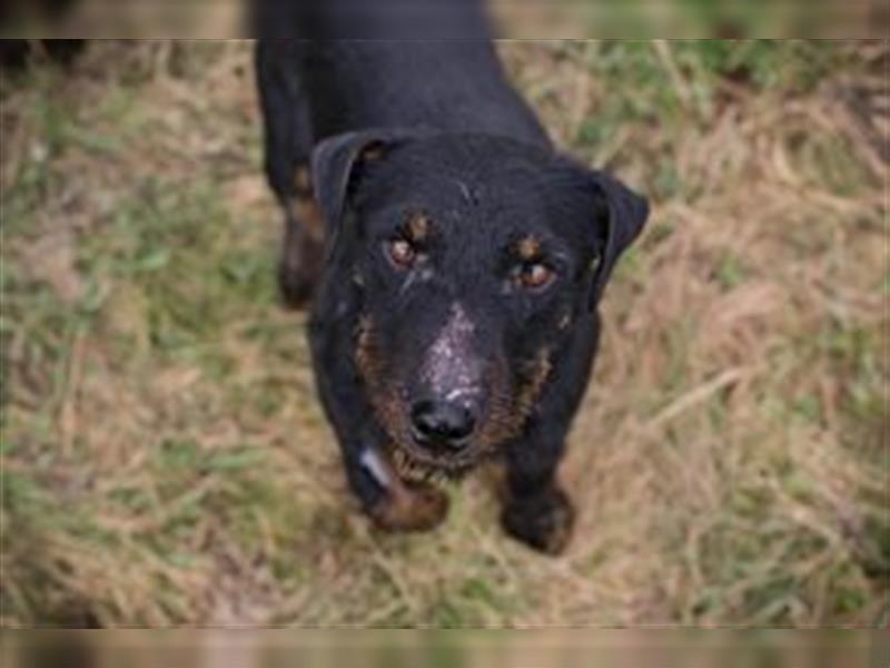 VIKTOR - der Terrier-Mix Rüde träumt von tollen Abenteuern mit seiner eigenen Familie!