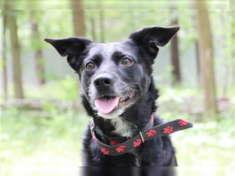 Lotta, Pinscher-Hütehund-Mix, geb. 2014, schlaue und gehorsame Familienhündin