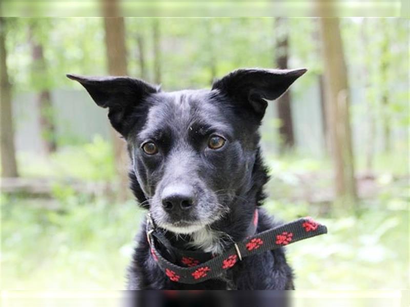 Lotta, Pinscher-Hütehund-Mix, geb. 2014, schlaue und gehorsame Familienhündin