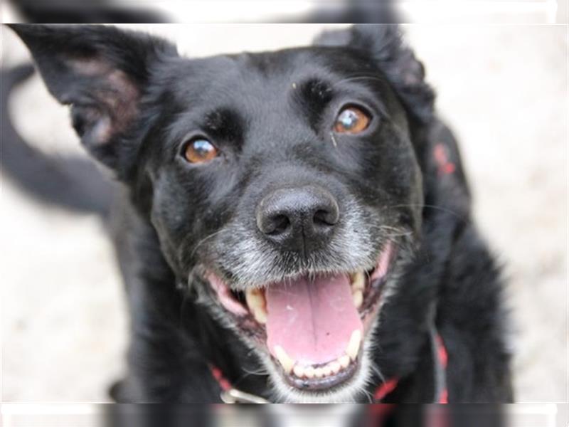 Lotta, Pinscher-Hütehund-Mix, geb. 2014, schlaue und gehorsame Familienhündin