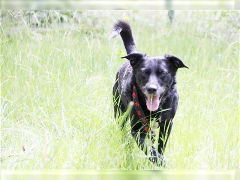 Lotta, Pinscher-Hütehund-Mix, geb. 2014, schlaue und gehorsame Familienhündin