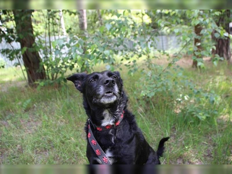 Lotta, Pinscher-Hütehund-Mix, geb. 2014, schlaue und gehorsame Familienhündin