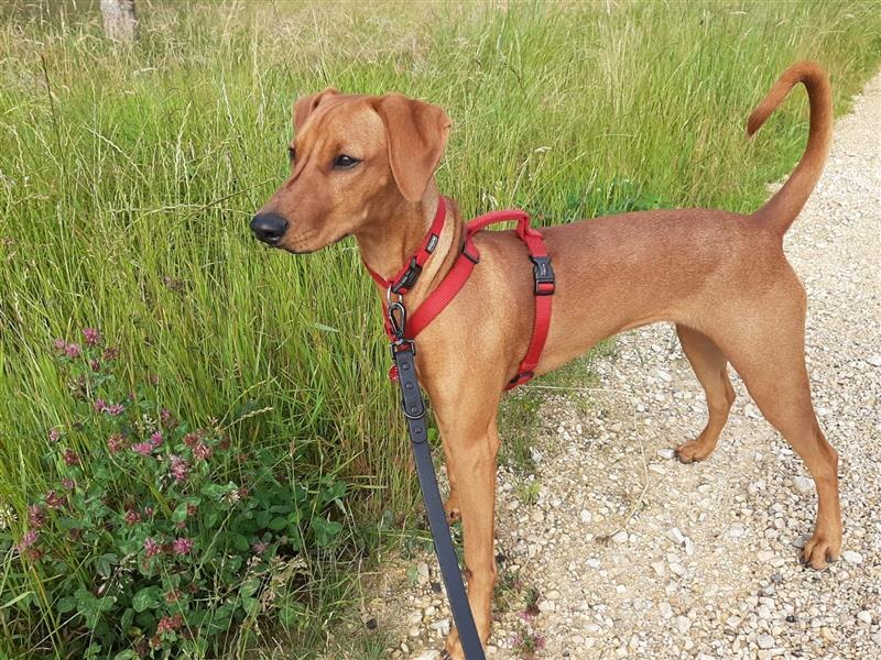 deutscher Pinscher, Hündin, 7 Monate