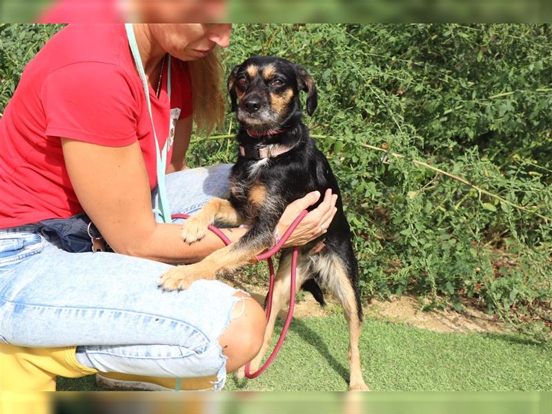 Tuxa, Mix Pinscher / Podengo, lieb und verträglich