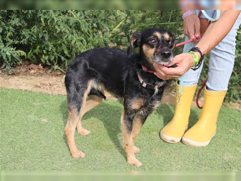 Tuxa, Mix Pinscher / Podengo, lieb und verträglich