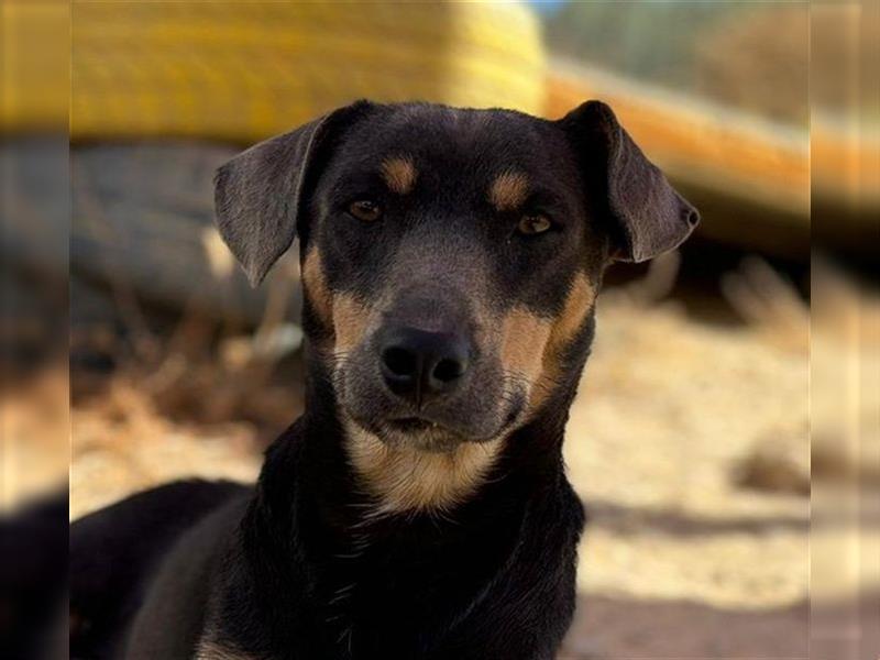 TINO- fröhlicher Bub, der Mensch und Hund richtig super findet