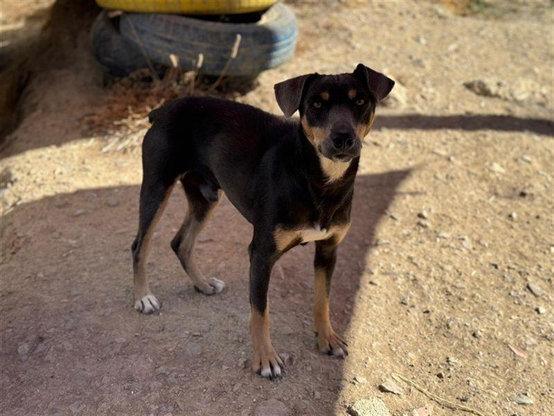 TINO- fröhlicher Bub, der Mensch und Hund richtig super findet