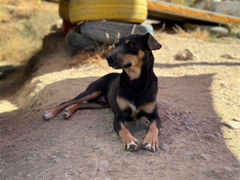 TINO- fröhlicher Bub, der Mensch und Hund richtig super findet