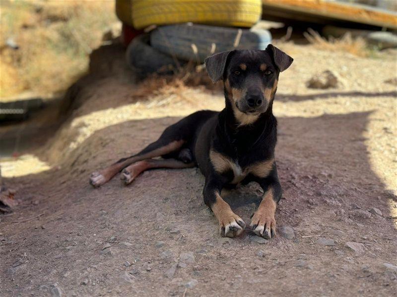 TINO- fröhlicher Bub, der Mensch und Hund richtig super findet