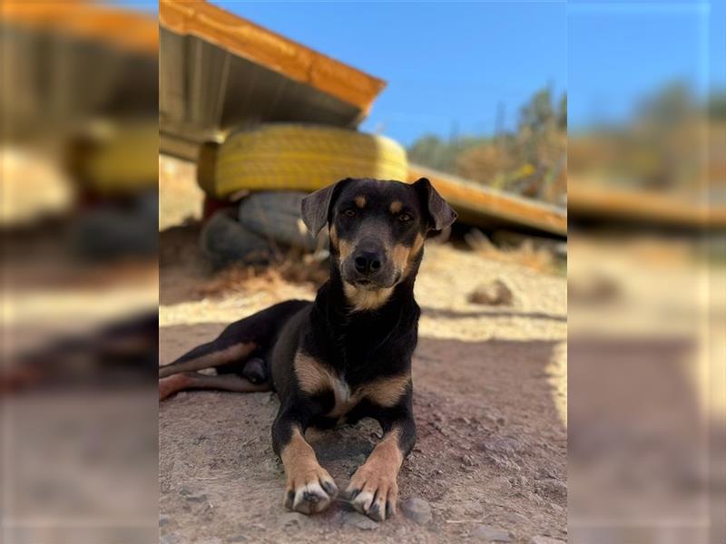 TINO- fröhlicher Bub, der Mensch und Hund richtig super findet