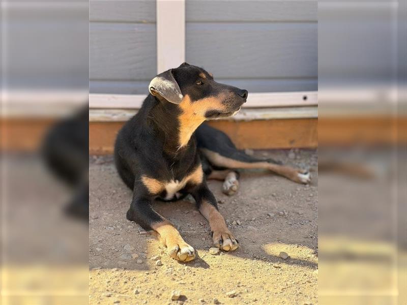 TINO- fröhlicher Bub, der Mensch und Hund richtig super findet