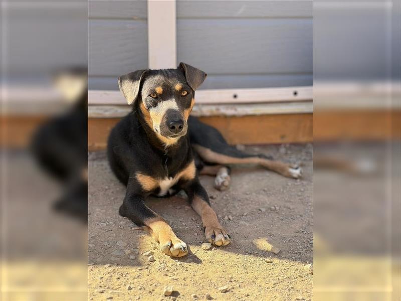 TINO- fröhlicher Bub, der Mensch und Hund richtig super findet