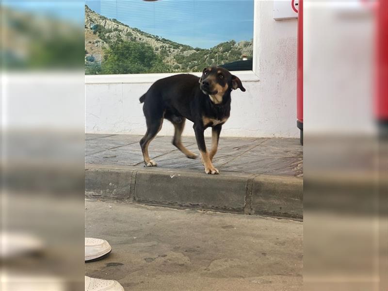 TINO- fröhlicher Bub, der Mensch und Hund richtig super findet