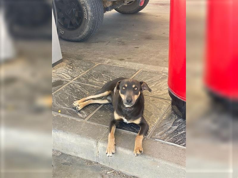 TINO- fröhlicher Bub, der Mensch und Hund richtig super findet