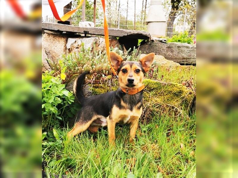 Richie, Pinscher -Terriermischling, geb. 2023, aktiver Junghund sucht aktive Familie
